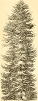 An illustration from Rural essays (1853)