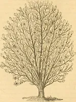 An illustration from Rural essays (1853)