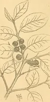 An illustration from Rural essays (1853)