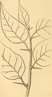 An illustration from Rural essays (1853)