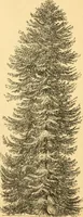 An illustration from Rural essays (1853)