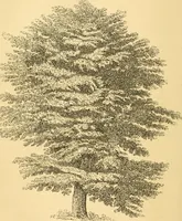 An illustration from Rural essays (1853)
