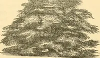 An illustration from Rural essays (1853)