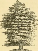 An illustration from Rural essays (1853)