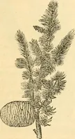 An illustration from Rural essays (1853)