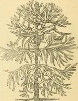 An illustration from Rural essays (1853)