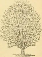 An illustration from Rural essays (1853)