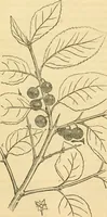 An illustration from Rural essays (1853)