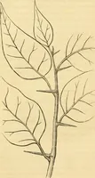 An illustration from Rural essays (1853)