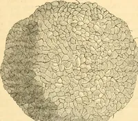 An illustration from Rural essays (1853)