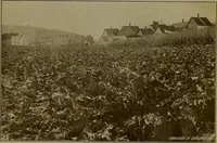 An illustration from Rural planning and development; a study of rural conditions and problems in Canada (1917)