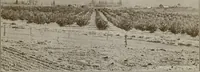 An illustration from Rural planning and development; a study of rural conditions and problems in Canada (1917)