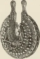 An illustration from Russkiia drevnosti v pamiatnikakh iskusstva (1889)