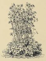 An illustration from Rustic adornments for homes of taste (1895)