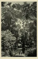An illustration from Ruwenzori : an account of the expedition of Prince Luigi Amedeo of Savoy, duke of the Abruzzi (1908)