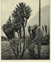 An illustration from Ruwenzori : an account of the expedition of Prince Luigi Amedeo of Savoy, duke of the Abruzzi (1908)