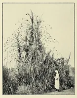 An illustration from Ruwenzori : an account of the expedition of Prince Luigi Amedeo of Savoy, duke of the Abruzzi (1908)