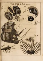 An illustration from Acta eruditorum. Acta Eruditori Tomo Supplimentorum, 1682 (1682)