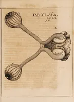 An illustration from Acta eruditorum. 1683 (1683)