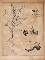 Picture 4 of 9 from Acta eruditorum. Reprint, 1683 (1683), leaf 238