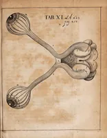 An illustration from Acta eruditorum. Reprint, 1683 (1683)