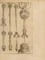 An illustration from Acta eruditorum. 1684 (1684)