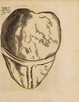 Picture 3 of 10 from Acta eruditorum. 1685 (1685), leaf 141