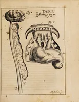 An illustration from Acta eruditorum. 1685 (1685)