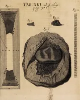 An illustration from Acta eruditorum. 1691 (1691)