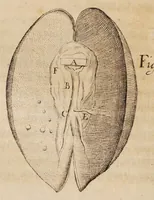 Picture 5 of 10 from Acta eruditorum. Supplementa. Tomus I., 1692 (1692), leaf 226