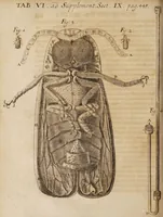 An illustration from Acta eruditorum. Supplementa. Tomus I., 1692 (1692)