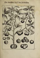 An illustration from Weekly memorials for the ingenious : or, An account of books lately set forth in several languages. With other accounts relating arts and sciences. 1682-1683. (1683)