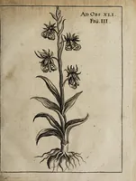 An illustration from Miscellanea curiosa medico-physica Academiæ Naturæ curiosorum, sive, Ephemeridum medico-physicarum Germanicarum curiosarum. 1671. (1671)