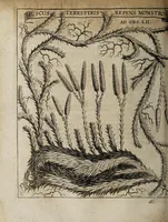 An illustration from Miscellanea curiosa medico-physica Academiæ Naturæ curiosorum, sive, Ephemeridum medico-physicarum Germanicarum curiosarum. 1671. (1671)