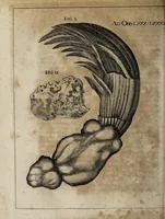 An illustration from Miscellanea curiosa medico-physica Academiæ Naturæ curiosorum, sive, Ephemeridum medico-physicarum Germanicarum curiosarum. 1671. (1671)