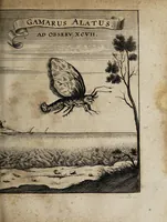 An illustration from Miscellanea curiosa medico-physica Academiæ Naturæ curiosorum, sive, Ephemeridum medico-physicarum Germanicarum curiosarum. 1671. (1671)