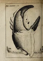 An illustration from Miscellanea curiosa medico-physica Academiæ Naturæ curiosorum, sive, Ephemeridum medico-physicarum Germanicarum curiosarum. 1671. (1671)