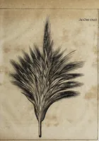Picture 8 of 9 from Miscellanea curiosa medico-physica Academiæ Naturæ curiosorum, sive, Ephemeridum medico-physicarum Germanicarum curiosarum. 1671. (1671), leaf 319