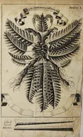 An illustration from Miscellanea curiosa medico-physica Academiæ Naturæ curiosorum, sive, Ephemeridum medico-physicarum Germanicarum curiosarum. 1671. (1671)