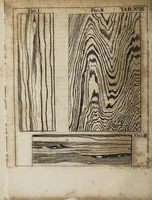 Picture 1 of 21 from Miscellanea curiosa medico-physica Academiæ Naturæ curiosorum, sive, Ephemeridum medico-physicarum Germanicarum curiosarum. 1672. (1672), leaf 36