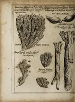 An illustration from Miscellanea curiosa medico-physica Academiæ Naturæ curiosorum, sive, Ephemeridum medico-physicarum Germanicarum curiosarum. 1672. (1672)