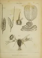 An illustration from The philosophical transactions of the Royal Society of London, from their commencement, in 1665, to the year 1800 : abridged, with notes and biographical illustrations / by Charles Hutton, George Shaw, Richard Pearson. Volume 1, 1665-1672. (1672)