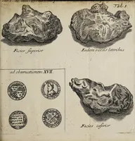 Picture 2 of 9 from Miscellanea medico-physica Academiae Naturae Curiosorum Germaniae : in quibus plurimae et novae observationes, medicae, chirurgicae, anatomicae, therapeuticae, physicae, chymicae, & botanicae, continentur. Cum figuris aeneis. 1672. (1672), leaf 13