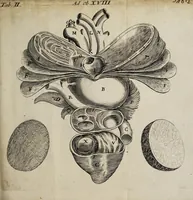 An illustration from Miscellanea medico-physica Academiae Naturae Curiosorum Germaniae : in quibus plurimae et novae observationes, medicae, chirurgicae, anatomicae, therapeuticae, physicae, chymicae, & botanicae, continentur. Cum figuris aeneis. 1672. (1672)