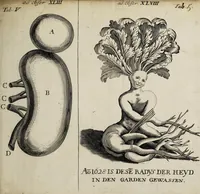 Picture 4 of 9 from Miscellanea medico-physica Academiae Naturae Curiosorum Germaniae : in quibus plurimae et novae observationes, medicae, chirurgicae, anatomicae, therapeuticae, physicae, chymicae, & botanicae, continentur. Cum figuris aeneis. 1672. (1672), leaf 21