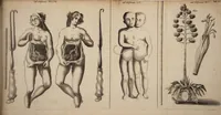Picture 5 of 9 from Miscellanea medico-physica Academiae Naturae Curiosorum Germaniae : in quibus plurimae et novae observationes, medicae, chirurgicae, anatomicae, therapeuticae, physicae, chymicae, & botanicae, continentur. Cum figuris aeneis. 1672. (1672), leaf 23