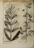 An illustration from Miscellanea curiosa medico-physica Academiæ Naturæ curiosorum, sive, Ephemeridum medico-physicarum Germanicarum curiosarum. 1673-1674. (1674)