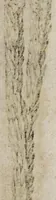 An illustration from Miscellanea curiosa medico-physica Academiæ Naturæ curiosorum, sive, Ephemeridum medico-physicarum Germanicarum curiosarum. 1673-1674. (1674)