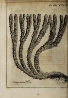 Picture 4 of 7 from Miscellanea curiosa medico-physica Academiæ Naturæ curiosorum, sive, Ephemeridum medico-physicarum Germanicarum curiosarum. 1673-1674. (1674), leaf 212
