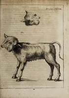 An illustration from Miscellanea curiosa medico-physica Academiæ Naturæ curiosorum, sive, Ephemeridum medico-physicarum Germanicarum curiosarum. 1673-1674. (1674)